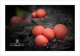 Attēlu rezultāti vaicājumam “Lycogala roseosporum macro”