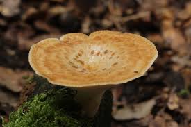 Attēlu rezultāti vaicājumam “Polyporus tubaeformis”