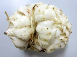 Attēlu rezultāti vaicājumam “Lilium lancifolium bud”