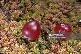 Attēlu rezultāti vaicājumam “Oxycoccus palustris fruit”
