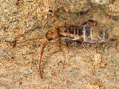Attēlu rezultāti vaicājumam “Orchesella sp.”