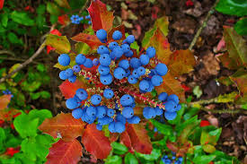 Attēlu rezultāti vaicājumam “Mahonia aquifolium fruit”