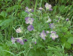 Attēlu rezultāti vaicājumam “Geranium sylvaticum”