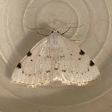 Attēlu rezultāti vaicājumam “Lomographa bimaculata”