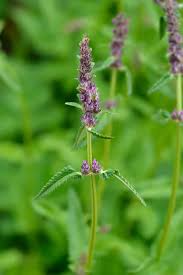 Attēlu rezultāti vaicājumam “Stachys officinalis bud”