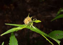 Attēlu rezultāti vaicājumam “Bidens frondosa flower”