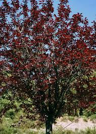 Attēlu rezultāti vaicājumam “Prunus cerasifera”