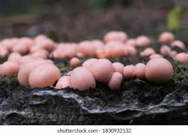 Attēlu rezultāti vaicājumam “Lycogala conicum macro”