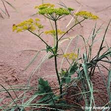 Attēlu rezultāti vaicājumam “Pastinaca sativa”