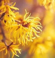 Attēlu rezultāti vaicājumam “Hamamelis vernalis flower”