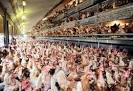 File:Free-range-hens.jpg - Wikipedia, the free encyclopedia