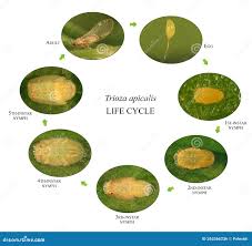 Attēlu rezultāti vaicājumam “Trioza dispar nymph”