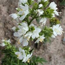Image result for Polemonium coeruleum album