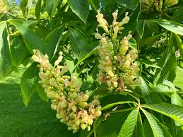 Attēlu rezultāti vaicājumam “Aesculus flava flower”