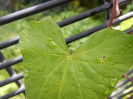 Attēlu rezultāti vaicājumam “Calystegia inflata leaf”