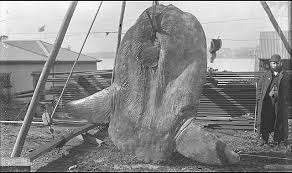 Image result for Mola alexandrini