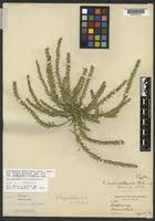 Attēlu rezultāti vaicājumam “Corispermum hyssopifolium”