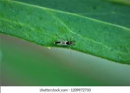 Attēlu rezultāti vaicājumam “Cricotopus”