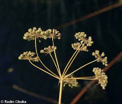 Attēlu rezultāti vaicājumam “Cicuta virosa flower”