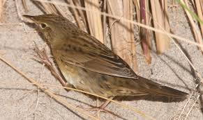 Image result for Locustella lanceolata