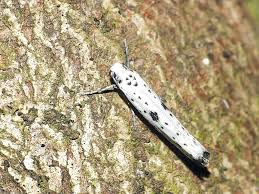 Attēlu rezultāti vaicājumam “Yponomeuta plumbella”
