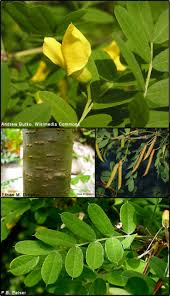 Attēlu rezultāti vaicājumam “Caragana arborescens”