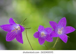 Attēlu rezultāti vaicājumam “Campanula patula flower”