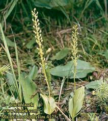 Attēlu rezultāti vaicājumam “Malaxis monophyllos flower”