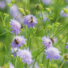 Attēlu rezultāti vaicājumam “Knautia arvensis flower”