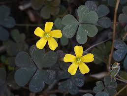 Attēlu rezultāti vaicājumam “Oxalis corniculata”