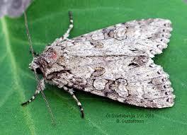 Attēlu rezultāti vaicājumam “Polia nebulosa”