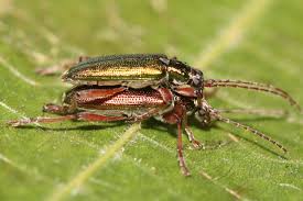 Attēlu rezultāti vaicājumam “Donacia clavipes”