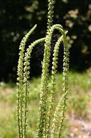 Image result for Reseda luteola