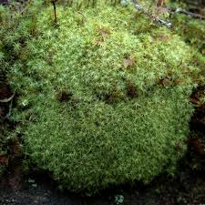 Attēlu rezultāti vaicājumam “Bartramia pomiformis”