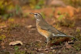 Image result for Turdus obscurus