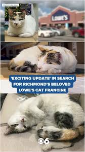 Image result for cat found