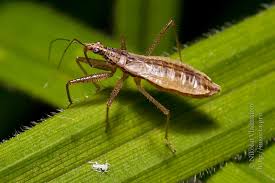 Attēlu rezultāti vaicājumam “Nabis limbatus”