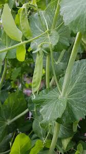 Attēlu rezultāti vaicājumam “Pisum sativum leaf”