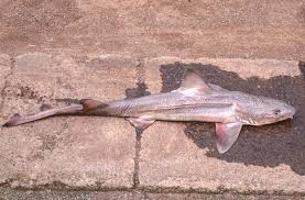 Image result for Mustelus asterias