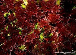 Attēlu rezultāti vaicājumam “Barbilophozia kunzeana”