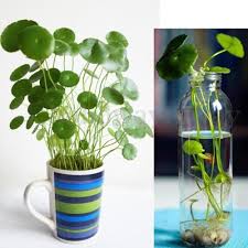 Attēlu rezultāti vaicājumam “Hydrocotyle vulgaris flower”