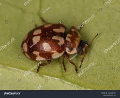 Attēlu rezultāti vaicājumam “Myrrha octodecimguttata”