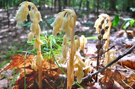 Attēlu rezultāti vaicājumam “Monotropa hypopitys flower”