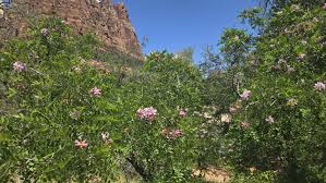 Attēlu rezultāti vaicājumam “Robinia neomexicana fruit”