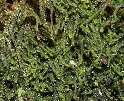 Attēlu rezultāti vaicājumam “Cephalozia catenulata”