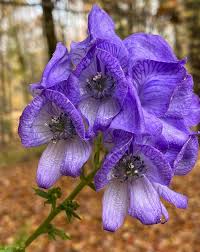 Image result for Aconitum napellus