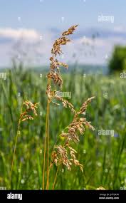 Attēlu rezultāti vaicājumam “Poa trivialis flower”