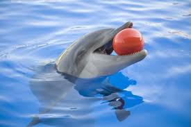 Image result for Adventure Dolphin