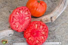 Afbeeldingsresultaat voor millionaire tomato