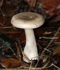 Attēlu rezultāti vaicājumam “Clitocybe nebularis”